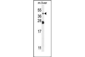 Western blot analysis of NEU4 Antibody (C-term) in mouse liver tissue lysates (35ug/lane). (Sialidase 4 anticorps  (C-Term))
