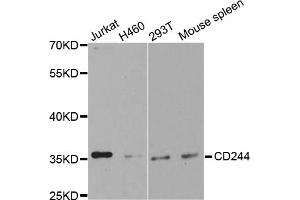 Western blot analysis of extracts of various cell lines, using CD244 antibody. (2B4 anticorps)