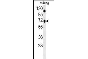 ASB15 Antibody (Center) (ABIN6243588 and ABIN6578965) western blot analysis in mouse lung tissue lysates (35 μg/lane). (ASB15 anticorps  (AA 258-287))