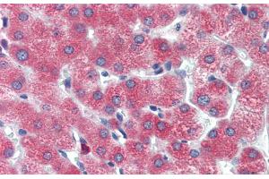Immunohistochemistry with Human Liver cell lysate tissue at an antibody concentration of 5.