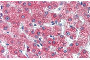 Immunohistochemistry with Human Liver cell lysate tissue at an antibody concentration of 5. (DBP anticorps  (Middle Region))