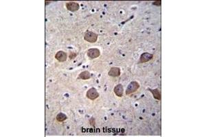 CTNND2 Antibody (C-term) (ABIN656479 and ABIN2845759) immunohistochemistry analysis in formalin fixed and paraffin embedded human brain tissue followed by peroxidase conjugation of the secondary antibody and DAB staining.