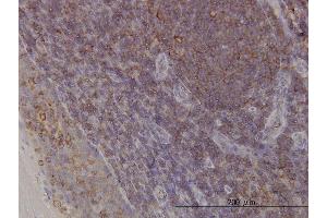 Immunoperoxidase of monoclonal antibody to ACTR3 on formalin-fixed paraffin-embedded human tonsil. (ACTR3 anticorps  (AA 1-418))