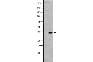 Western blot analysis of extracts from K562 , using OR2V2 antibody. (OR2V2 anticorps  (Internal Region))