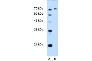 GPAA1 antibody used at 0. (GPAA1 anticorps)