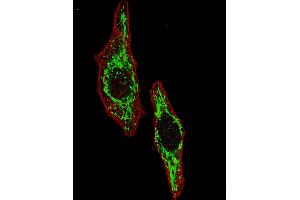 Fluorescent image of  cells stained with HSPD1 (Center) antibody. (HSPD1 anticorps  (AA 187-215))