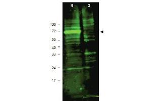 Western blot using antibody ABIN118015 shows detection of a band ~72 kDa corresponding to mouse Hif3a (arrowhead). (HIF3A anticorps  (AA 581-592))