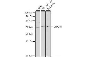 Western blot analysis of extracts of various cell lines using DNAJB4 Polyclonal Antibody at dilution of 1:3000. (DNAJB4 anticorps)
