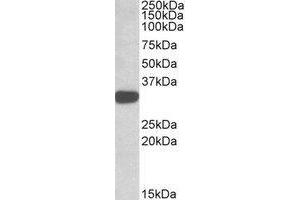 Western blot analysis: TIPRL antibody staining of K562 lysate at 1 µg/ml (35µg protein in RIPA buffer). (TIPRL anticorps  (C-Term))