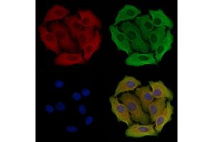 ABIN6258358 and ABIN6274562 staining Hela cells by IF/ICC. (YWHAB anticorps  (C-Term))