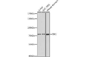 Western blot analysis of extracts of various cell lines, using SIK1 antibody (ABIN7270139) at 1:1000 dilution.