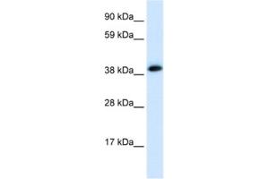 Western Blotting (WB) image for anti-Acetylcholine Receptor Subunit alpha (CHRNA1) antibody (ABIN2463767) (CHRNA1 anticorps)