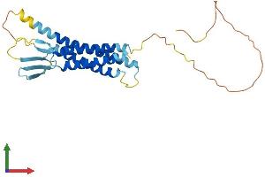 AlphaFold protein structure predicition of Human Recombinant CLDN18 Protein, UniprotID P56856