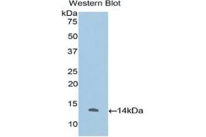 Detection of Recombinant IL33, Human using Polyclonal Antibody to Interleukin 33 (IL33) (IL-33 anticorps)