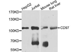 Western blot analysis of extracts of various cell lines, using CD97 antibody (ABIN5971965) at 1/1000 dilution. (CD97 anticorps)