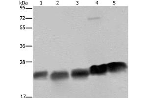 Western Blot analysis of K562, Hela and Jurkat cell, Mouse heart and spleen tissue using NDUFS8 Polyclonal Antibody at dilution of 1:250