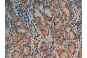 Detection of ANXA4 in Human Stomach Tissue using Polyclonal Antibody to Annexin A4 (ANXA4)