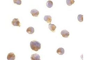 Immunocytochemistry of caspase-6 in Jurkat cells with AP30202PU-N caspase-6 antibody at 2 μg/ml.