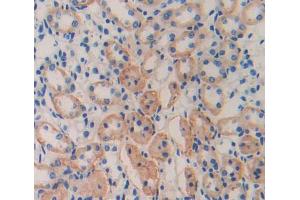 IHC-P analysis of Kidney tissue, with DAB staining. (CISH anticorps  (AA 79-256))