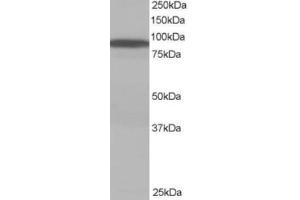 Western Blotting (WB) image for anti-Vacuolar Protein Sorting 35 (VPS35) (C-Term) antibody (ABIN2466441) (VPS35 anticorps  (C-Term))