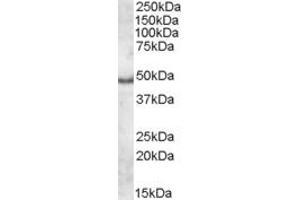 Western Blotting (WB) image for anti-Apolipoprotein L, 5 (APOL5) (C-Term) antibody (ABIN2466596) (Apolipoprotein L 5 anticorps  (C-Term))