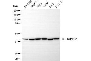 Western blotting analysis using RMND5A antibody (ABIN7800177).