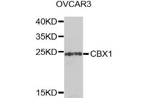 Western blot analysis of extracts of OVCAR3 cells, using CBX1 antibody. (CBX1 anticorps)
