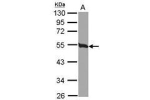 Image no. 2 for anti-Tubulin, beta 2C (TUBB2C) (Internal Region) antibody (ABIN1493535) (TUBB2C anticorps  (Internal Region))