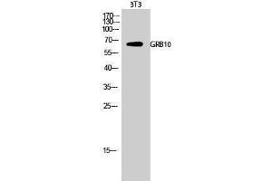 Western Blotting (WB) image for anti-Growth Factor Receptor-Bound Protein 10 (GRB10) (Ser428) antibody (ABIN3184930) (GRB10 anticorps  (Ser428))