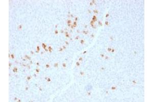 Immunohistochemical staining (Formalin-fixed paraffin-embedded sections) of human tonsil with IGHG4 monoclonal antibody, clone IGHG4/1345 . (IGHG4 anticorps)