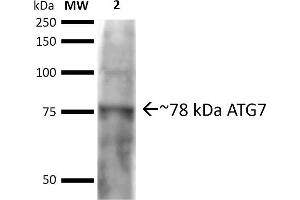 Western blot analysis of Rat brain cell lysates showing detection of ~77.