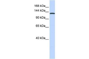 Western Blotting (WB) image for anti-Valyl-tRNA Synthetase (VARS) antibody (ABIN2458990) (VARS anticorps)