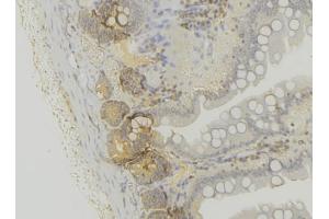 ABIN6279650 at 1/100 staining Mouse colon tissue by IHC-P. (PEX6 anticorps  (C-Term))