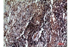 Immunohistochemistry (IHC) analysis of paraffin-embedded Human Brain, antibody was diluted at 1:100.