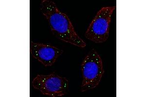 Fluorescent image of  cell stained with MERTK Antibody (ABIN392343 and ABIN2841983)/SH090316F. (MERTK anticorps)