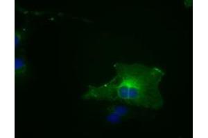 Image no. 11 for anti-Budding Uninhibited By Benzimidazoles 1 Homolog beta (Yeast) (BUB1B) antibody (ABIN1496995) (BUB1B anticorps)