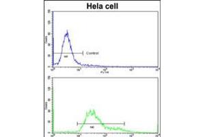 Flow cytometric analysis of hela cells using (bottom histogram) compared to a negative control cell (top histogram)FITC-conjugated goat-anti-rabbit secondary antibodies were used for the analysis. (PDIA6 anticorps  (AA 236-264))