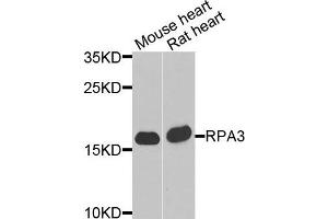 Western blot analysis of extracts of mouse heart and rat heart cells, using RPA3 antibody. (RPA3 anticorps)