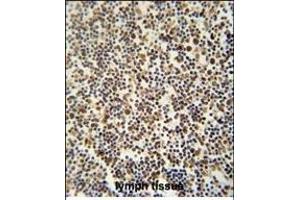DENND1B antibody (N-term) (ABIN654339 and ABIN2844110) immunohistochemistry analysis in formalin fixed and paraffin embedded human lymph tissue followed by peroxidase conjugation of the secondary antibody and DAB staining.