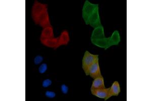 ABIN6259653 and ABIN6266917 staining Hela cells(24h of starvation treatment) by IF/ICC. (Serotonin Receptor 5A anticorps  (Internal Region))