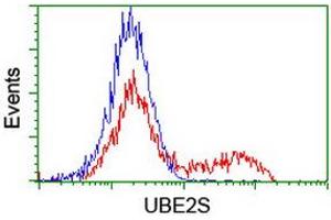 Image no. 1 for anti-Ubiquitin-Conjugating Enzyme E2S (UBE2S) antibody (ABIN1501644) (UBE2S anticorps)