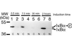 IκBα mAb tested by Western blot.