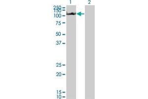 Western Blot analysis of NLRP3 expression in transfected 293T cell line by NLRP3 monoclonal antibody (M01), clone 3B1. (NLRP3 anticorps  (AA 1-100))