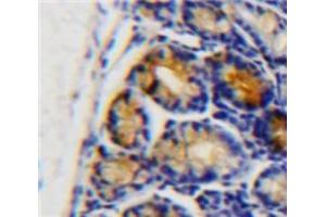IHC-P analysis of Intestine tissue, with DAB staining. (APOC3 anticorps  (AA 21-99))