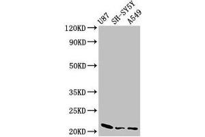 Western Blot Positive WB detected in: U87 whole cell lysate, SH-SY5Y whole cell lysate, A549 whole cell lysate All lanes: NDUFS4 antibody at 2. (NDUFS4 anticorps  (AA 43-161))