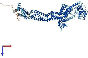 AlphaFold protein structure predicition of Mouse Recombinant Cul1 Protein, UniprotID Q9WTX6
