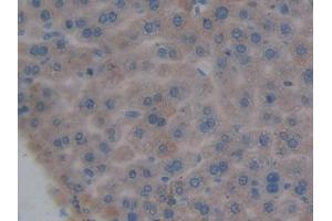 IHC-P analysis of Mouse Liver Tissue, with DAB staining. (DNASE1L2 anticorps  (AA 28-232))