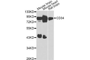 Western blot analysis of extracts of various cell lines, using CD34 Antibody (ABIN5975528) at 1/1000 dilution. (CD34 anticorps)