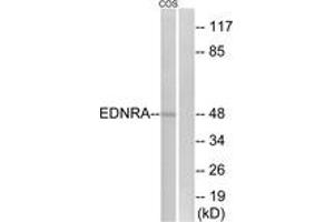 Western blot analysis of extracts from COS7 cells, using EDNRA Antibody. (Endothelin-1 Receptor anticorps  (AA 378-427))