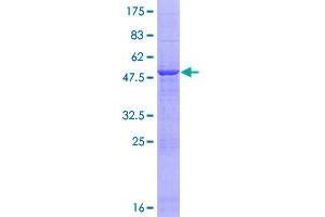 Image no. 1 for Proteasome Subunit beta 3 (PSMB3) (AA 1-205) protein (GST tag) (ABIN1316577)